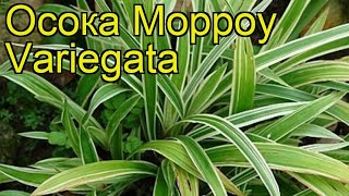 Осока морроу Вариегата. Краткий обзор, описание характеристик carex morrowii Variegata
