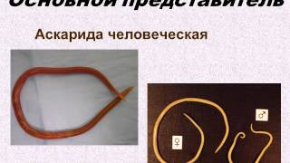Круглые черви
