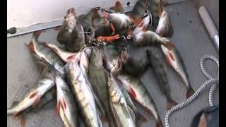 Лето 2012, Боцман и море Свиноокуней!!!