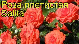 Роза плетистая Салита. Краткий обзор, описание характеристик, где купить саженцы Salita