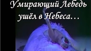 Майя Плисецкая Умирающий лебедь ушёл в Небеса...