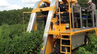 OXBO 9120 Ammacbel, Belarus, комбайн для уборки голубики и малины