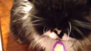 Cat Gets a BRAIN FREEZE!!