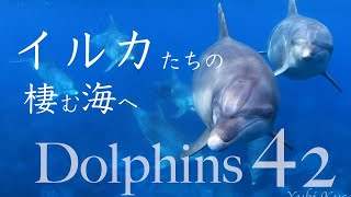 御蔵島ドルフィンスイム イルカ達の棲む海へ＊草地ゆき
