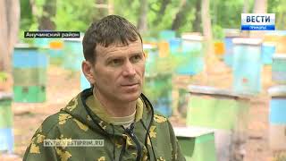 Программа «Территория Приморья»: В Приморье стараются сохранить уникальный липовый мед
