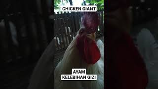 LUCU ! AYAM HAMPIR OBESITAS. GEDEAN AYAM DIBANDING SOANG/ANGSA. #Shorts