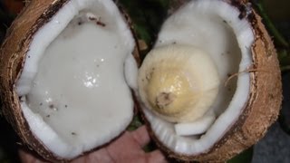 Como preparar aceite de coco casero