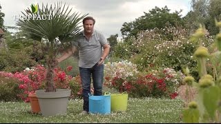 Comment planter un palmier trachycarpus ? - Jardinerie Truffaut TV