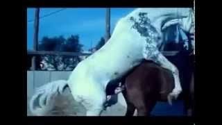 Размножение_животных Спаривание_лошадей Animal_reprodu