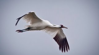 Далеко Журавли  улетели.  Русавуки . Христианские песни.