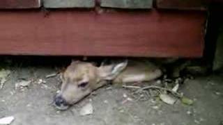 baby deer