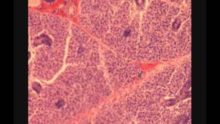 ОКОЛОУШНАЯ ЖЕЛЕЗА. PAROTID GLAND. В световой микроскоп.
