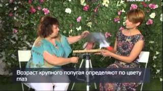 "Формула качества": Покупаем попугая