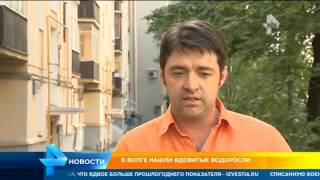 От ядовитых водорослей в Волге массово гибнет рыба в Астраханской области
