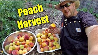 Abundant Peach Harvest In The Backyard Food Forest!