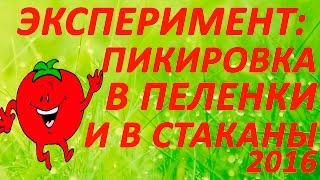 Мой Эксперимент - пикировка помидор из улитки в пеленки и стаканчики  21.03.2016