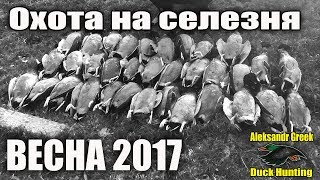 Весенняя охота на селезня первый день 11.03.2017 Год!