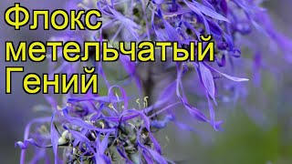Флокс метельчатый Гений. Краткий обзор, описание характеристик, где купить саженцы