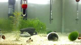 Макрогнатус глазчатый (Macrognathus aculeatus) 2