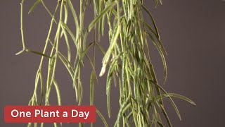 Hoya linearis Houseplant Care — 269 of 365