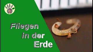 Blumenerde Fliegen bekämpfen - Trauermücken, Larven