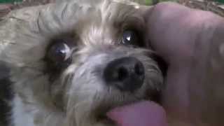 Dog Abuse Caught On Video !! ( Sarcasm )