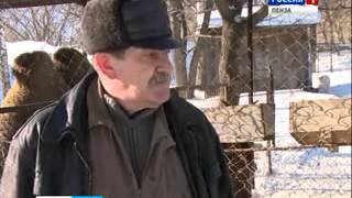 В Пензенском зоопарке у ламы родился детёныш