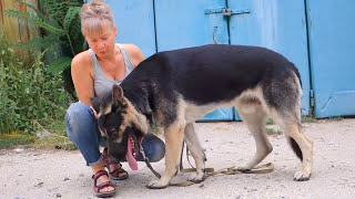 Ещё ЩЕНОК. Восточно европейская овчарка. Baby. East European Shepherd.
