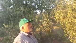 Zeytin Verim Artışı Gemlik Zeytini Yetiştiriciliği Akhisar Zeytin Zeytinyağı Kadıdağı Recep Tütüncü