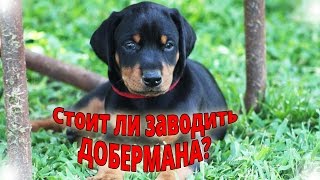 Стоит ли заводить добермана?
