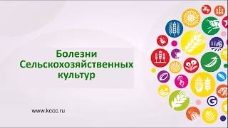 Лекция, Болезни зерновых и сахарной свеклы.