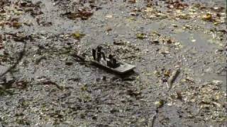 HobbyKing Swamp Dawg RC Airboat (fullHD)