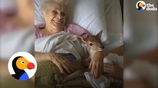 Baby Deer Brings Happiness To Everyone He Meets | The Dodo