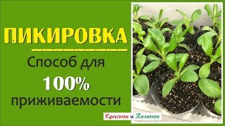Быстрый способ пикировки рассады. 100% приживаемость!!!
