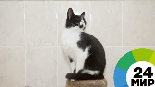 Битва за Ваську: суд решит спор между хозяйкой кота и приютом - МИР 24