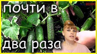 Урожайность ОГУРЦОВ увеличится в 2 раза, если использовать ТАКОЕ СРЕДСТВО!!!