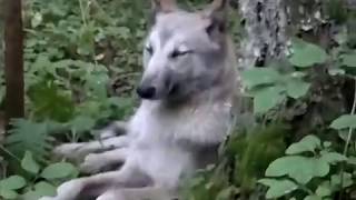 Лесок, костерок и ружейный чехол "VEKTOR"