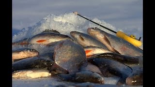 Зимняя рыбалка на Минском море 06.03.2018