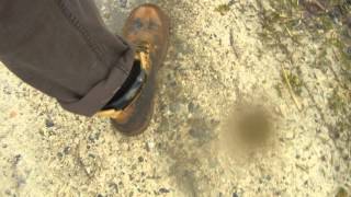 cat secondshift walk through puddles and dirt