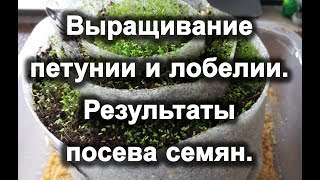 Посадка ПЕТУНИИ и ЛОБЕЛИИ семенами. Результат посева.