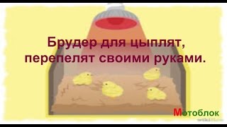 Брудер для цыплят, перепелов своими руками
