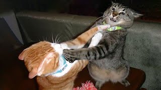 СМЕШНЫЕ КОТЫ | ЛУЧШИЕ ПРИКОЛЫ ПРО ЖИВОТНЫХ | ПРИКОЛЫ С КОШКАМИ и СОБАКАМИ #47