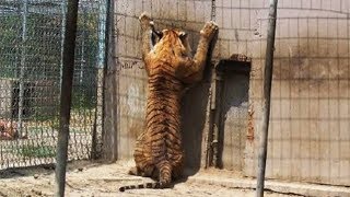 Nobody Needs A "Pet" Tiger!