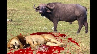 Trâu rừng giết sư tử   Thú vui rùng rợn--Wild buffaloes kill lions