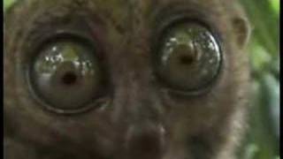 Dramatic Lemur 2 girls 1 cup
