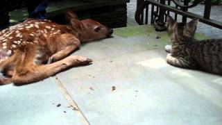 Kitten excited to see baby deer on the front porch