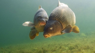 Подводная Охота. Spearfishing Carp