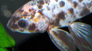 Goldfish Breeding Tubercles