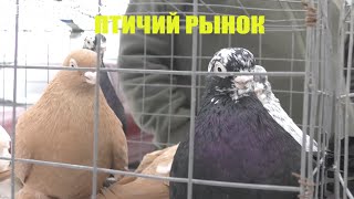 19.01.20. Птичий рынок г Пятигорск ч1.The bird market of Pyatigorsk p1.