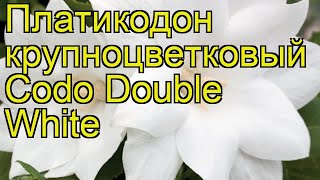 Платикодон крупноцветковый Codo Double White. Краткий обзор, описание характеристик